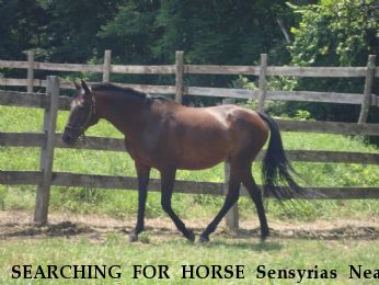 SEARCHING FOR HORSE Sensyrias Near Greenfield, MA, 01301
